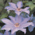 Clematis Blue Ravine