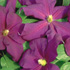 Clematis Jackmanii