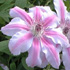 Clematis Niobe