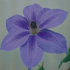 Clematis Ramona