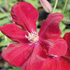 Clematis Rouge Cardinal