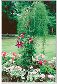 clematis Niobe in Landscape
