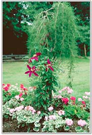 clematis Niobe in Landscape