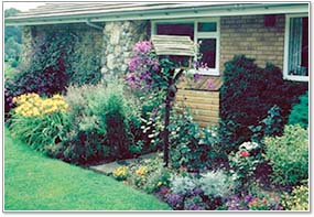 Clematis Victoria in Landscape